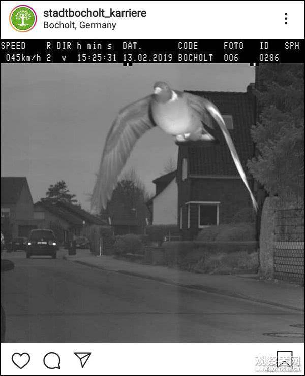测速仪拍下超速鸽子 德国警方对其开罚单罚款25欧