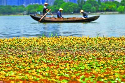 参差荇菜 左右流之