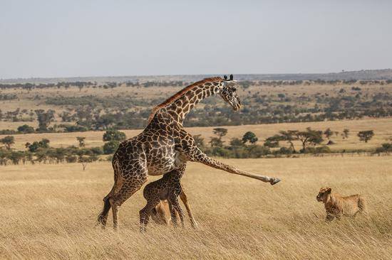 母长颈鹿勇斗狮群（图源：每日邮报）