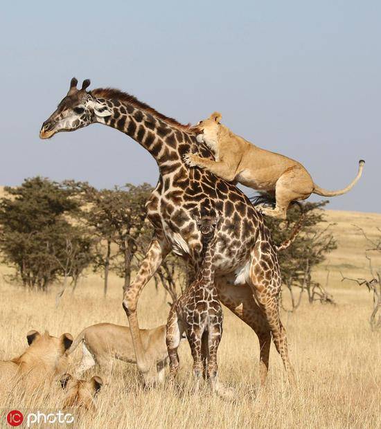 战斗中，一只狮子爬上了母长颈鹿的背，开始啃咬。（图源：东方IC）