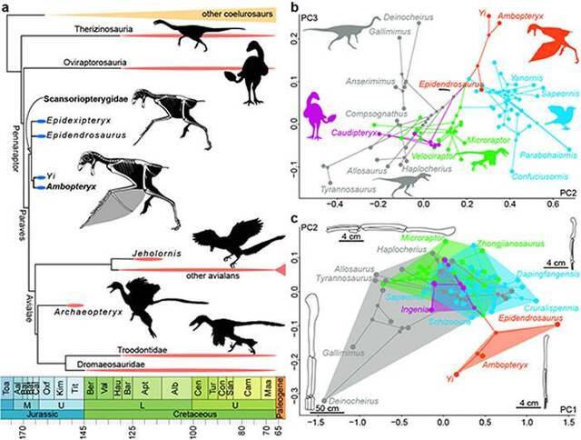 中生代虚骨龙类系统树和肢骨演化：在飞行起源时，副鸟类不同类群显示出不同的前肢加长过程：善攀鸟龙类通过肱骨加长，结合第三手指和棒状长骨附着膜质翅膀；而驰龙类、伤齿