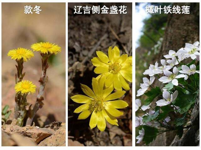 北京野花的“正确打开方式”