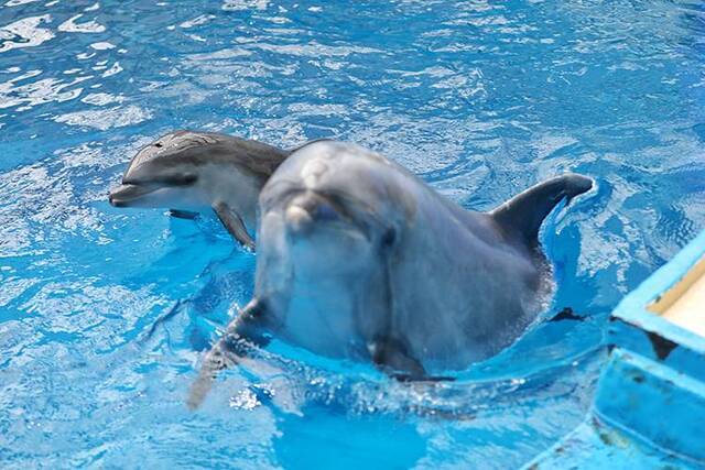 华北地区第一只人工饲育环境下自然分娩的小海豚诞生