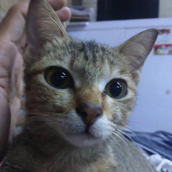 哈扬托家的小猫（图源：脸书）
