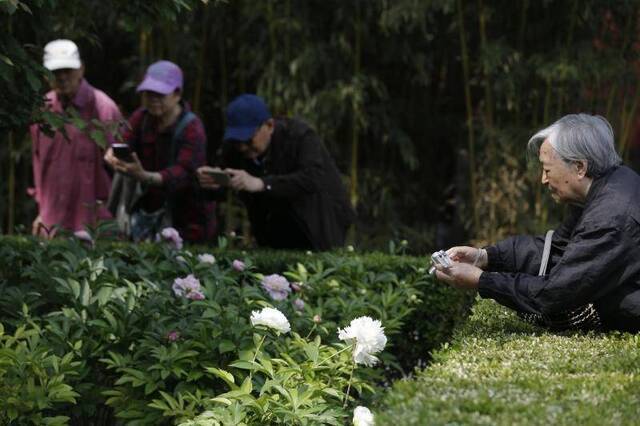 入夏前最后一波春花开了，景山芍药迎最佳观赏期