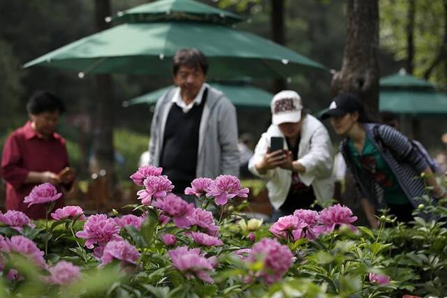 景山公园芍药迎最佳观赏期