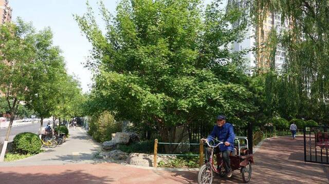 漫游花园里的北京城 月季艳丽的秘密在这里