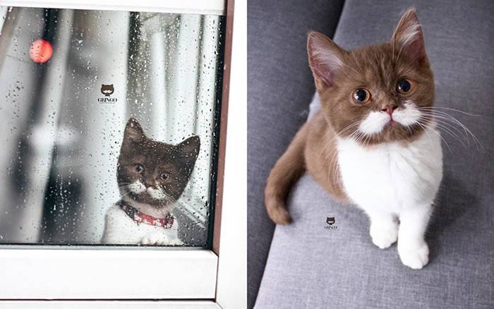 有着大侦探胡须的迷人猫咪“戈林哥”成为社交网络上的明星