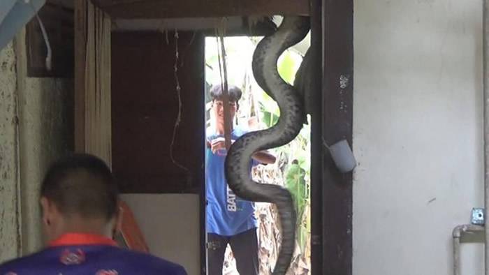泰国北部甘烹碧府4公尺长巨大蟒蛇闯入民宅“活吞猫”