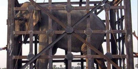 被装在笼子里的大象（图源：推特）