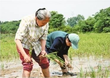 帮城里婆婆找回童年插秧乐趣