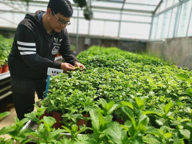 延庆建成北京最大香草类植物资源圃，部分品种亮相世园会