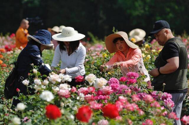 志愿者参与“市花”人工授粉，看世园会金奖月季如何诞生