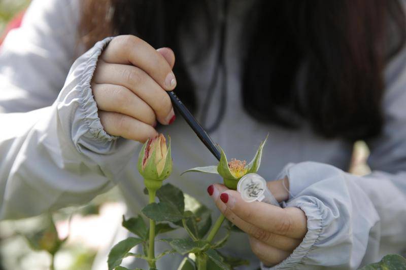 志愿者参与“市花”人工授粉，看世园会金奖月季如何诞生