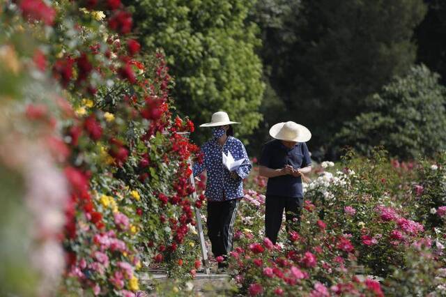 志愿者参与“市花”人工授粉，看世园会金奖月季如何诞生