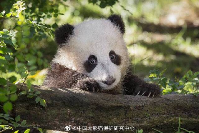旅美大熊猫“白云”“小礼物”5月16日将回国