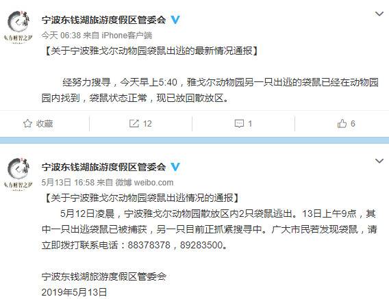 宁波马路出现袋鼠 管委会：两只“出逃”袋鼠均已找回