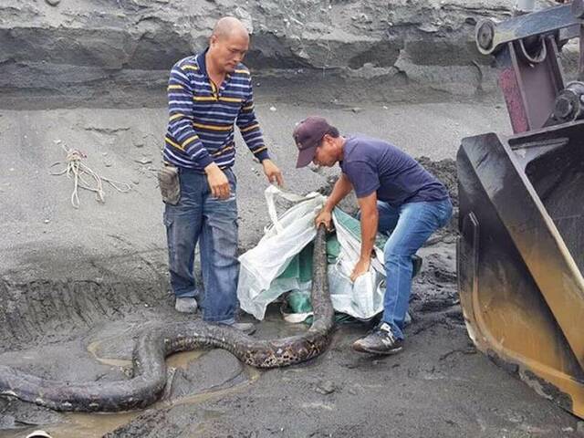 台湾屏东县斜张桥附近工地惊现5公尺长巨蛇