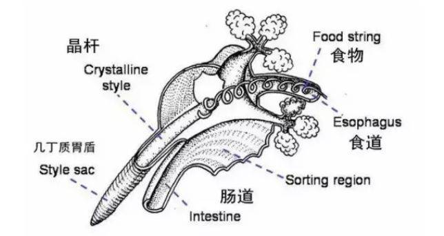 青口螺只只都有寄生虫？消化器官喊冤