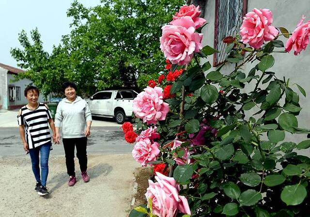 通州张家湾后青山村打造“美丽村庄”组图