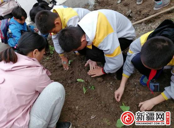 乌苏市第五小学开展“开心农场”蔬菜种植活动