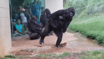 美国动物园大猩猩躲雨