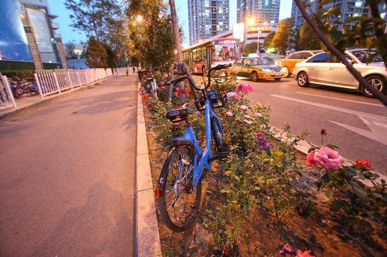 朝阳区大望路地铁站周边的绿化带和主辅路隔离带内停满了各个品牌的共享单车。新京报记者王贵彬摄