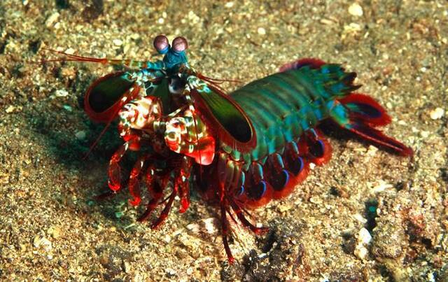 动物界的华丽杀手：雀尾螳螂虾Peacock mantis shrimp（蝉形齿指虾蛄Odontodactylus scyllarus）