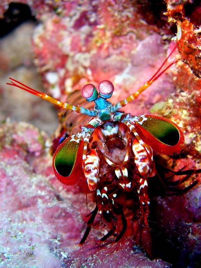 动物界的华丽杀手：雀尾螳螂虾Peacock mantis shrimp（蝉形齿指虾蛄Odontodactylus scyllarus）