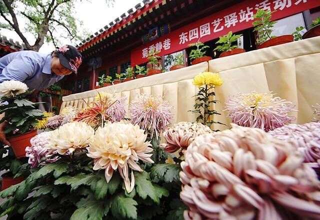 东四街道将打造“菊花主题庭院”