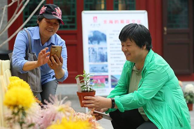 东四街道将打造“菊花主题庭院”