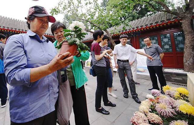 东四街道将打造“菊花主题庭院”