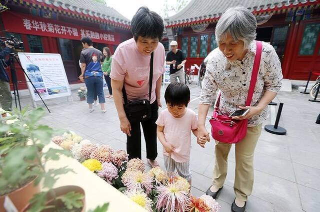 东四街道将打造“菊花主题庭院”