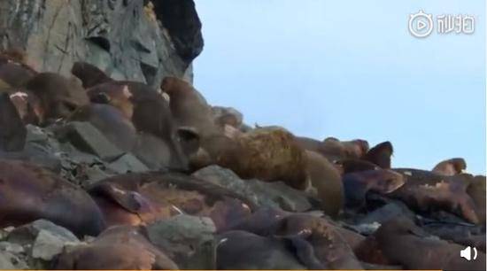 北冰洋异常高温达29度 数百只海象摔落悬崖(图)