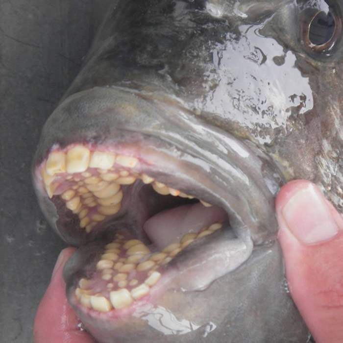 长着几排人类牙齿的鱼被冲上美国北卡罗来纳州海滩专家称羊鲷鱼