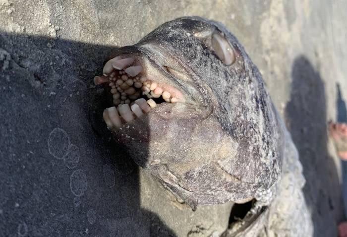 长着几排人类牙齿的鱼被冲上美国北卡罗来纳州海滩专家称羊鲷鱼