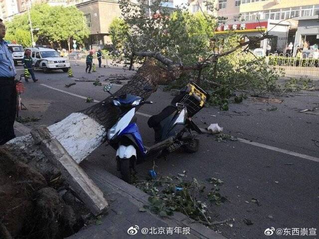 北京大风刮倒树木砸中外卖小哥 当事人伤重离世