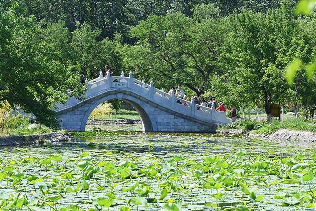 古桑园里活动多大兴安定桑椹旅游文化节开幕