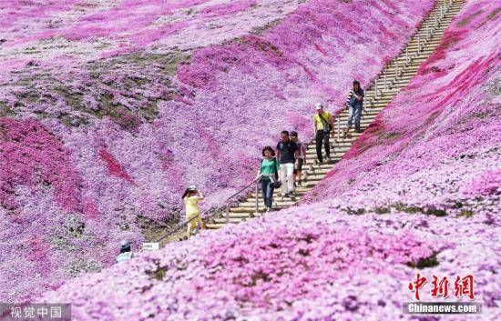 美不胜收！北海道超30种芝樱盛放 游客大饱眼福