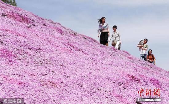 美不胜收！北海道超30种芝樱盛放 游客大饱眼福