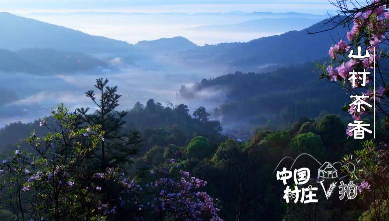 种豆南山下，带月荷锄归！种茶老人知足常乐 茶树自然生长直到来年春天