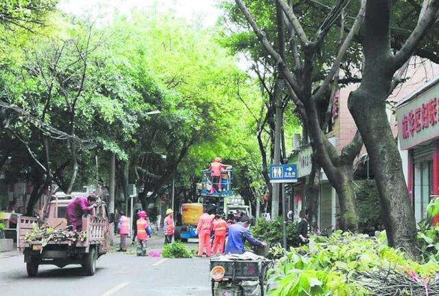 成华建华社区修剪危树排隐患 获居民点赞