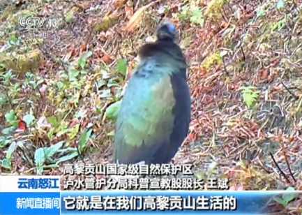 国际生物多样性日：红外相机拍下罕见鸟类白尾梢虹雉