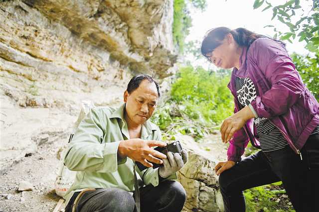 金佛山黑叶猴从71只增加到151只