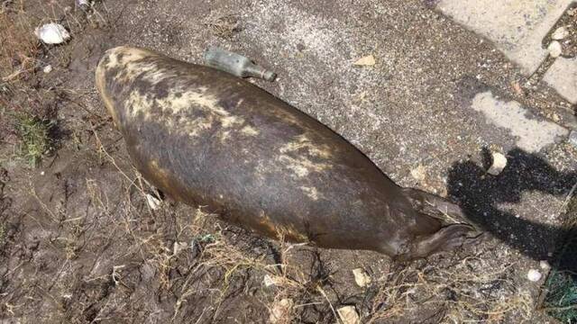 辽宁一海滩半月内现两头斑海豹尸体 专家：无法确定死因
