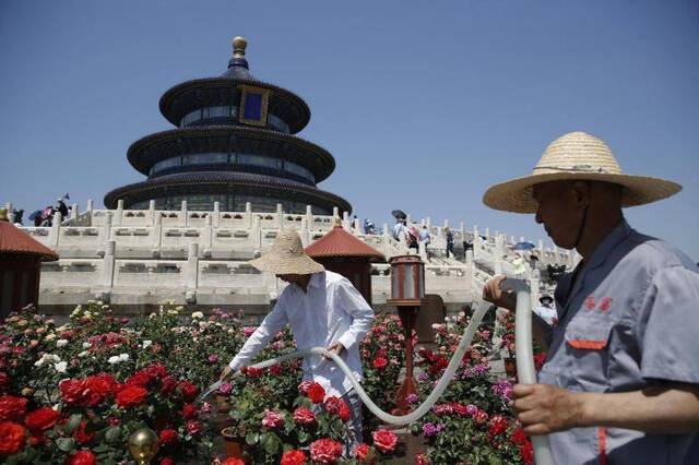 天坛祈年殿前达42°C，园艺师顶草帽穿长袖照料月季花