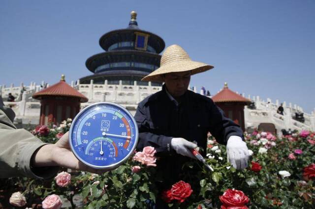 天坛祈年殿前达42°C，园艺师顶草帽穿长袖照料月季花