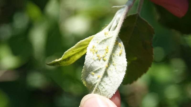 热热热 丨 苹果长蚜虫 樱桃树难受