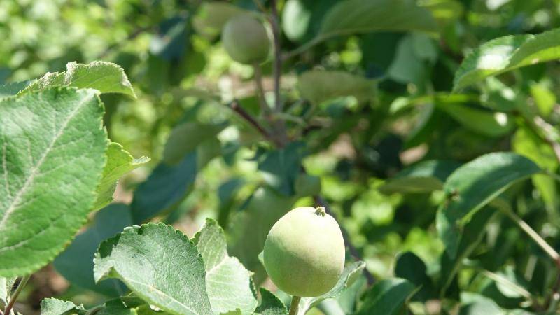 热热热 丨 苹果长蚜虫 樱桃树难受