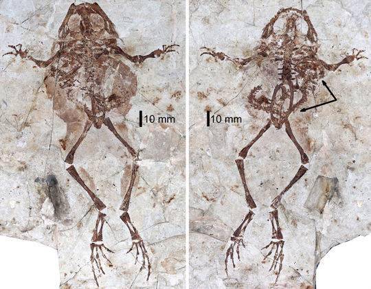罕见化石定格1.2亿年前吃货 古蛙贪吃蝾螈被噎死